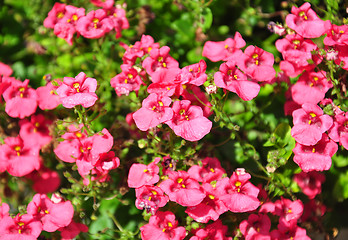 Image showing Twinspur (Diascia)