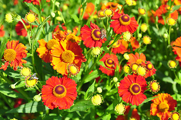 Image showing Helenium flowers