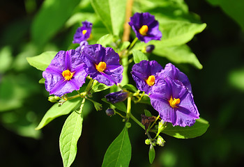 Image showing Blue potato bush (Lycianthes rantonnetii)