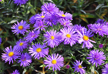 Image showing Autumn aster