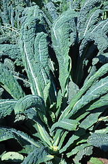 Image showing Lacinato kale