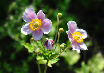 Image showing Japanese anemone (Anemone hupehensis)