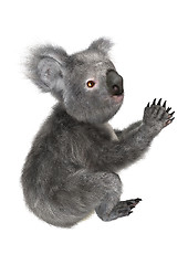 Image showing Koala