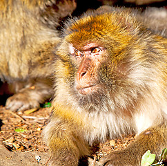 Image showing bush monkey in africa morocco and natural background fauna close