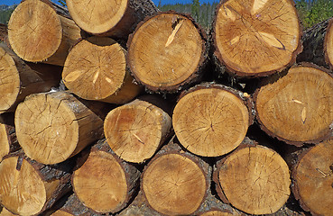 Image showing Logs