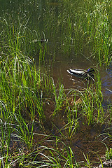 Image showing Mountain Lake