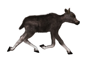 Image showing Caribou Calf