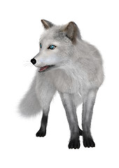 Image showing Arctic Fox