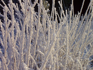 Image showing Frozen vegetation