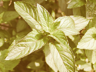 Image showing Retro looking Peppermint picture