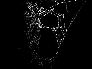 Image showing Black and white Spider web