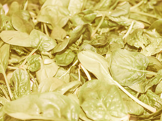 Image showing Retro looking Spinach leaves