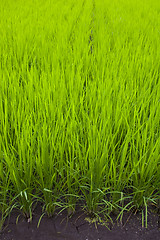 Image showing Rice Field II