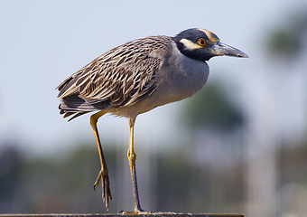 Image showing Yellow-crowned Night Heron II