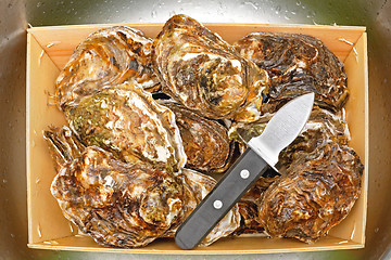 Image showing Oysters and Shucker