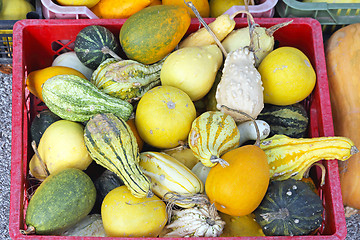 Image showing Gourds