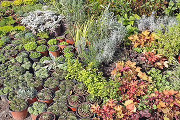 Image showing Plants Nursery