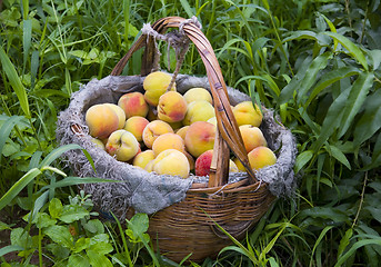 Image showing Basket of Peaches II
