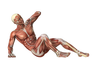 Image showing Muscles Map