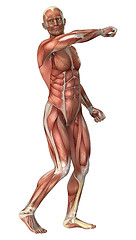 Image showing Muscles Map