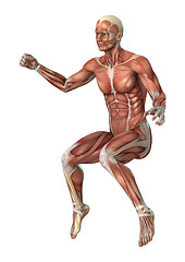 Image showing Muscles Map