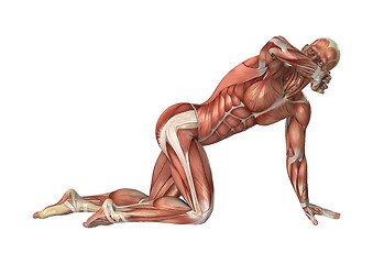Image showing Muscles Map