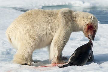 Image showing Lunch for Polar Bear