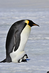 Image showing Emperor Penguin 