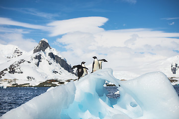 Image showing Adelie Penguin