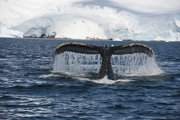 Image showing Humpback Whale tail