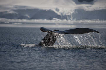 Image showing Humpback Whale tail