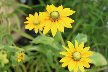 Image showing Yellow Flower