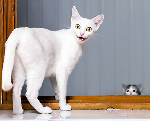 Image showing Funny Crazy Cat