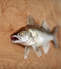 Image showing  walleye with open mouth