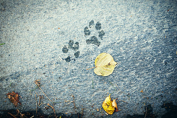 Image showing The dog \'s footprints on cement floor background