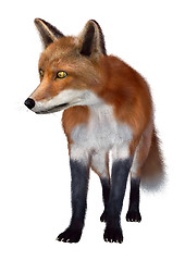 Image showing Red Fox