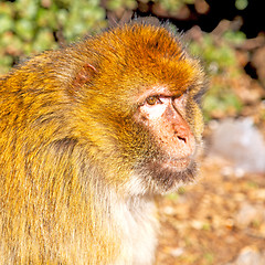 Image showing bush monkey in africa morocco and natural background fauna close