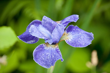 Image showing blue iris flower