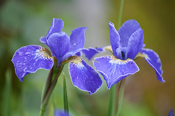 Image showing two blue iris flowers