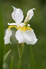 Image showing white iris flower