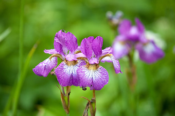 Image showing two violet iris flowers