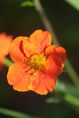 Image showing small orange flower