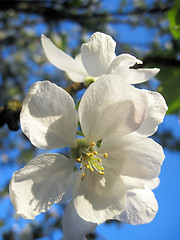 Image showing apple flower             