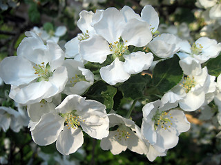 Image showing apple blossom 