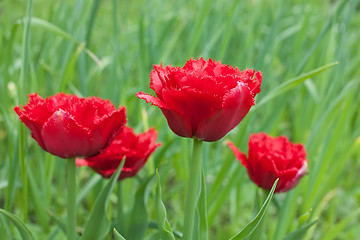 Image showing red fringed double tulips