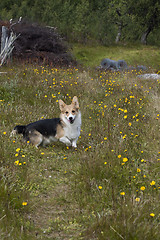 Image showing happy walking