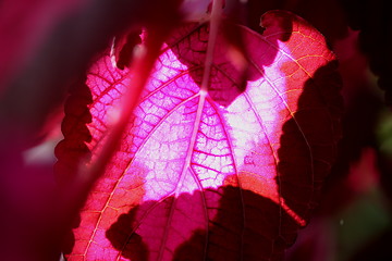 Image showing Red Leaf