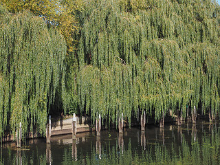 Image showing Weeping Willow tree