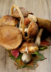 Image showing Forest Mushrooms