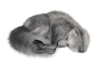 Image showing Arctic Fox